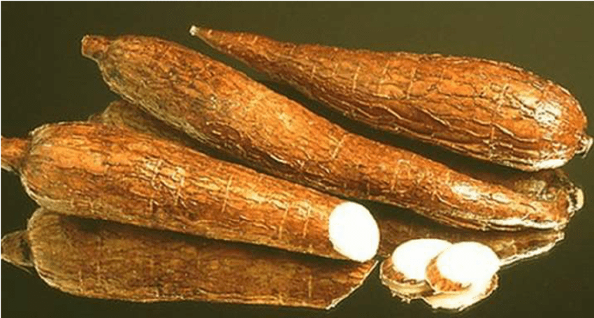 storage-of-cassava-roots-and-stems-dutable