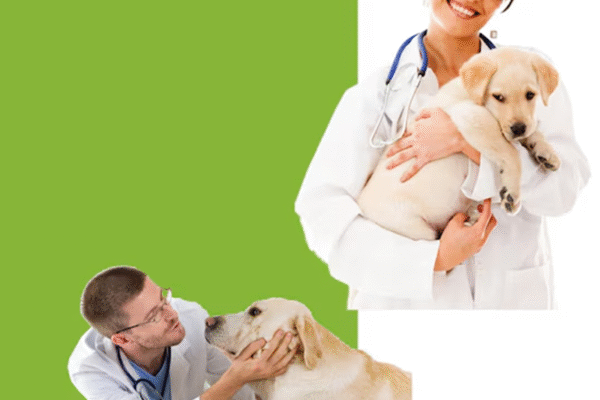 CANINE CONSULT NIGERIA LTD JOB VACANCY IN NIGERIA FOR YOUNG VETERINARY DOCTOR CANINE CONSULT NIGERIA LTD JOB VACANCY IN NIGERIA FOR YOUNG VETERINARY DOCTOR