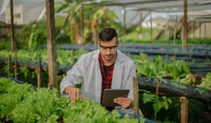 REA Vipingo Agriculture Production Manager Job