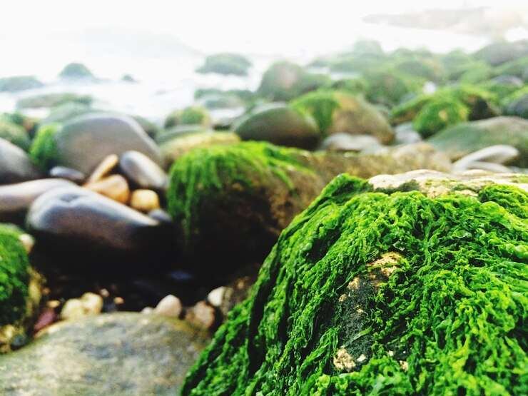 spirulina cultivation solution