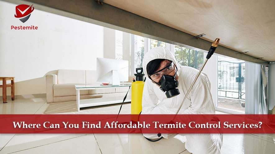 termite control