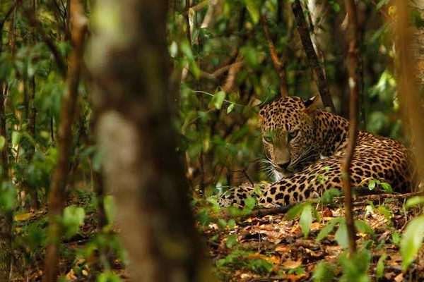 jaipur leopad safari