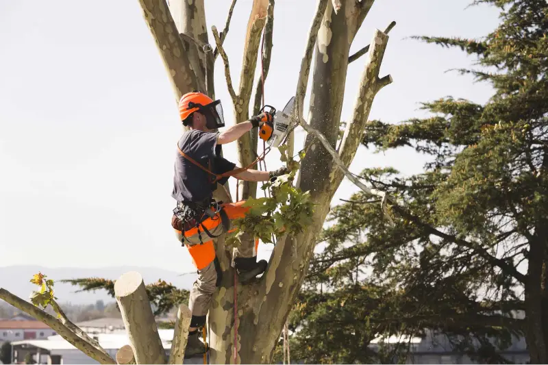 Tree Service 