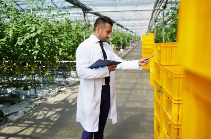 spirulina farming solution
