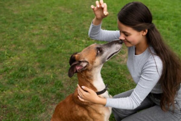 Tips to Ace Your Private Dog Training Classes