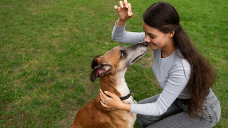 Tips to Ace Your Private Dog Training Classes