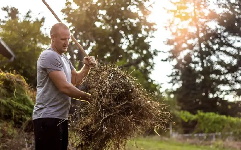 Tree Service