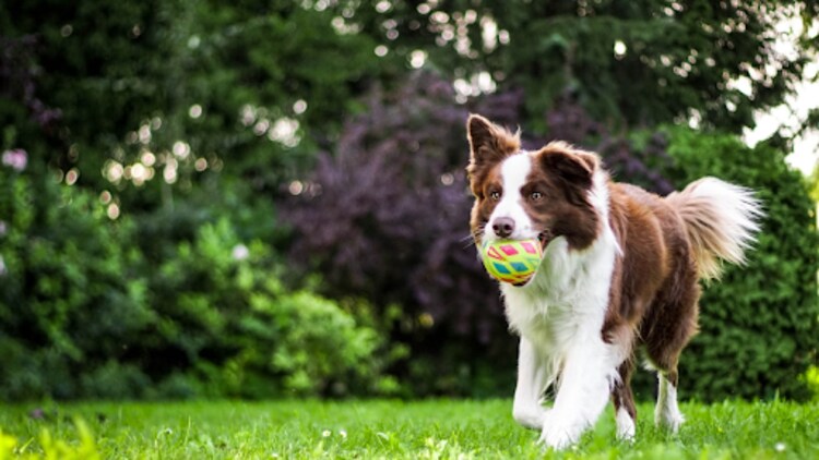 Behavioral Training Tips for Long-Term Success with Your Dog