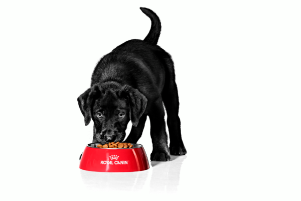 How Royal Canin Maxi Puppy Supports Healthy Growth in Large Breeds