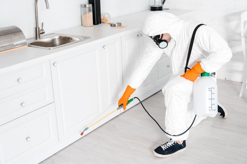 Cockroach Exterminator In Toronto
