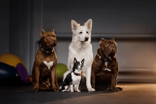 Exploring PetsCluster: A Guide to Japanese Dog Breeds