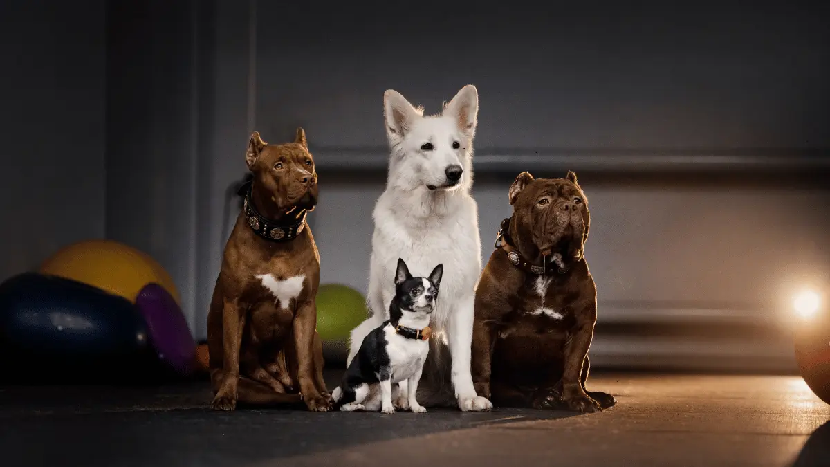 Exploring PetsCluster: A Guide to Japanese Dog Breeds