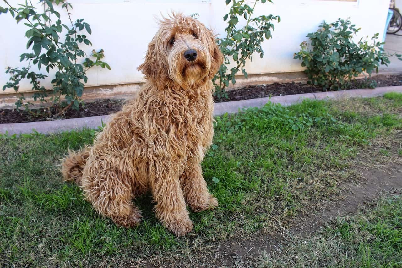 What Should You Know Before Adopting a Mini Labradoodle?