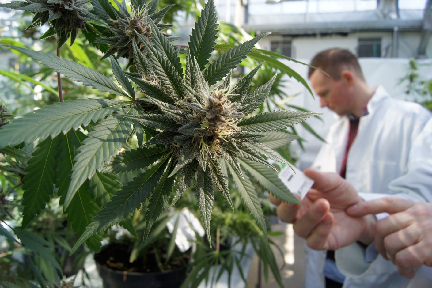 cannabis-related products