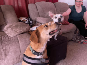 2 dogs sitting