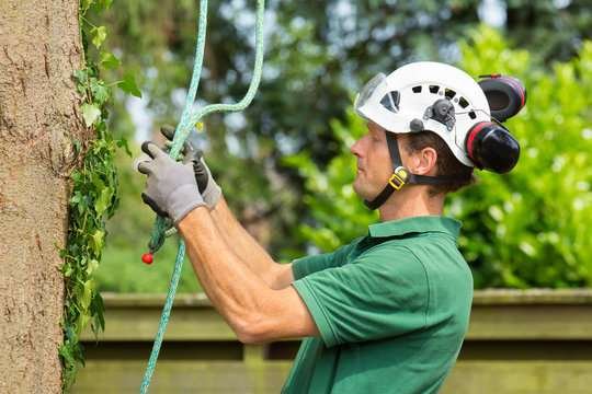 Top Arborist Services in CT