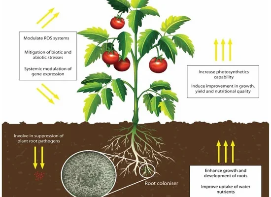 Trichoderma spores for indoor and outdoor plants disease control