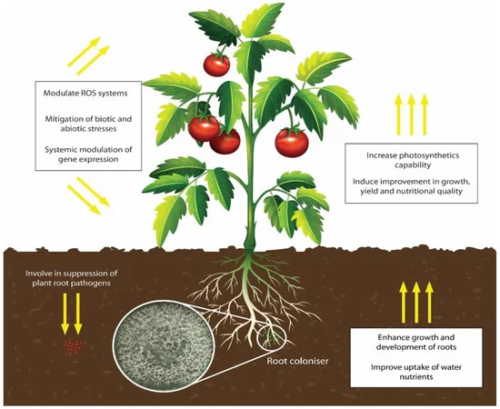 Trichoderma spores for indoor and outdoor plants disease control