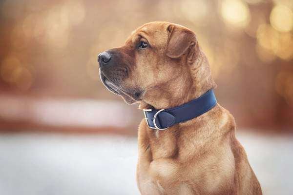 Dog with Blue Collar