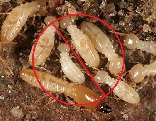 termite control lahore