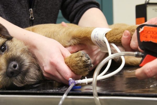 vet cardiologist