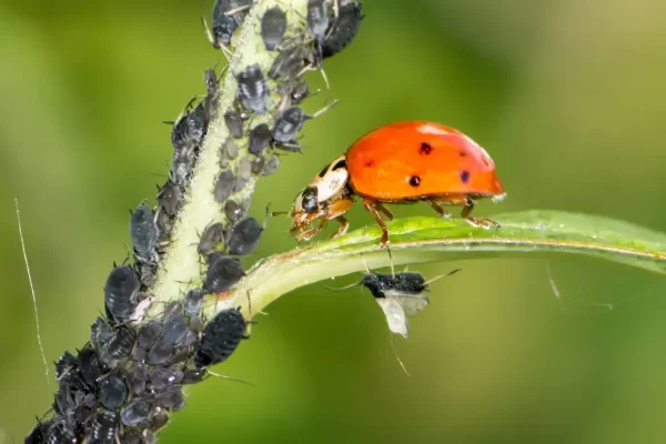 Biological Control Of Pests