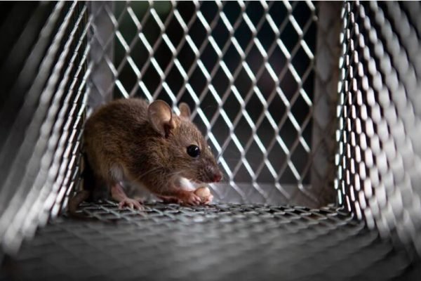 How To Choose The Right Rat Exterminator In Toronto?