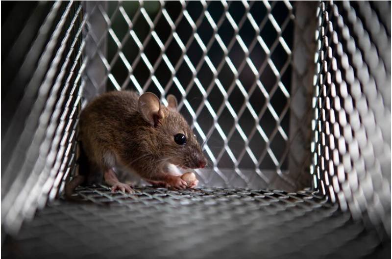 How To Choose The Right Rat Exterminator In Toronto?