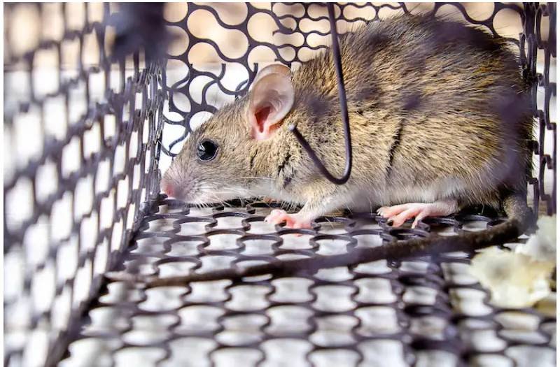 How To Choose The Right Rat Exterminator In Toronto?
