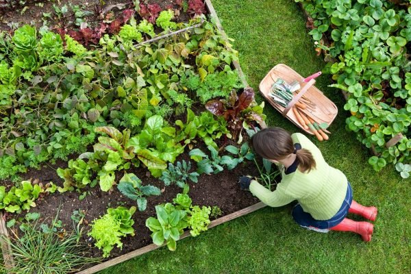 Simple Tips And Solutions For Busy Gardeners