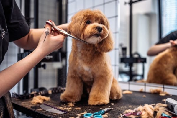 dog grooming in Dubai