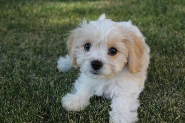 Cavachon: The Cute and Warm Originator Dog