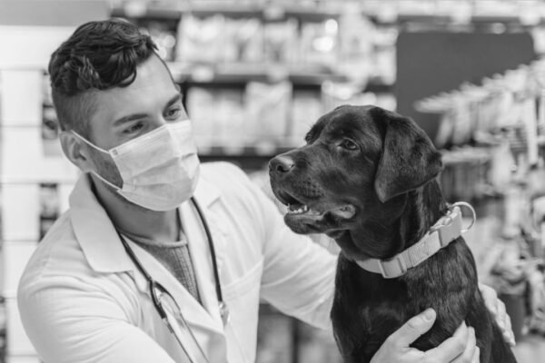 How Veterinary Sales Reps Improve Pet Care Solutions