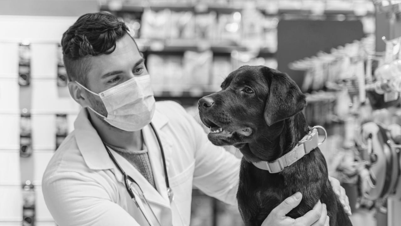 How Veterinary Sales Reps Improve Pet Care Solutions