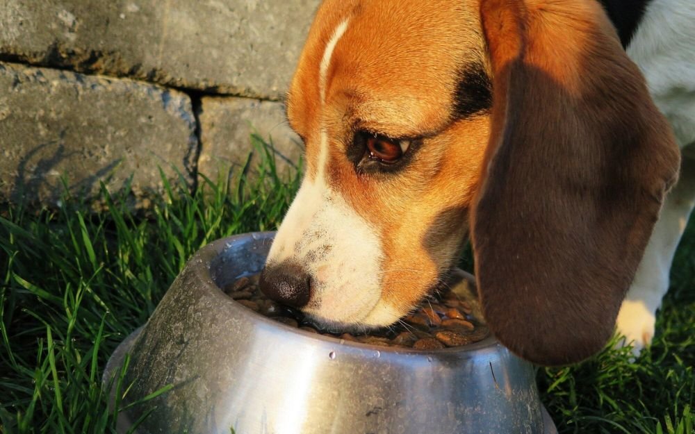 Dog Food