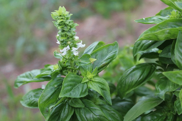 What Are Notoginseng Total Saponins? Health Benefits, Uses & Science Explained