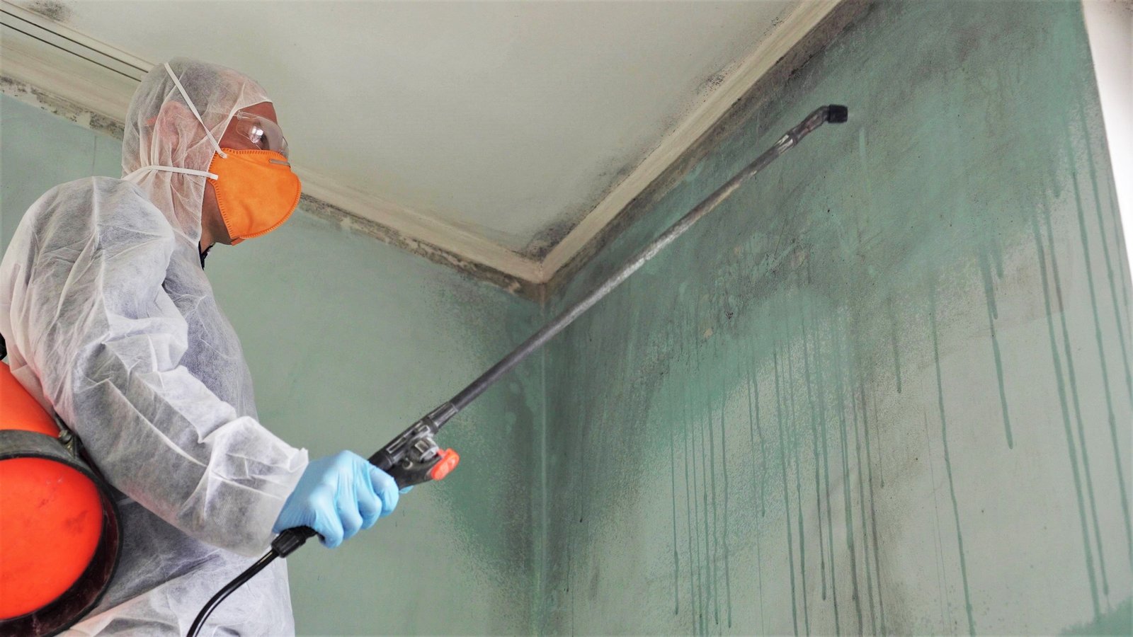 mold removal Newnan Georgia