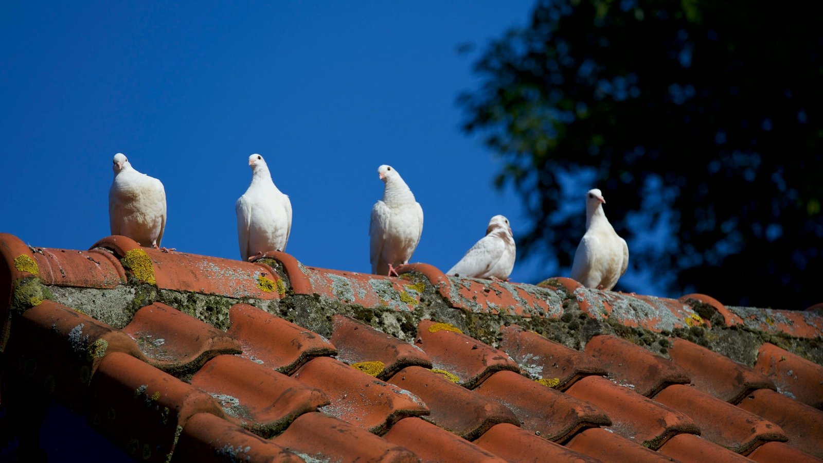 roof showing signs of trouble