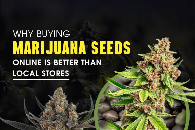 Why Buying Marijuana Seeds Online Is Better Than Local Stores