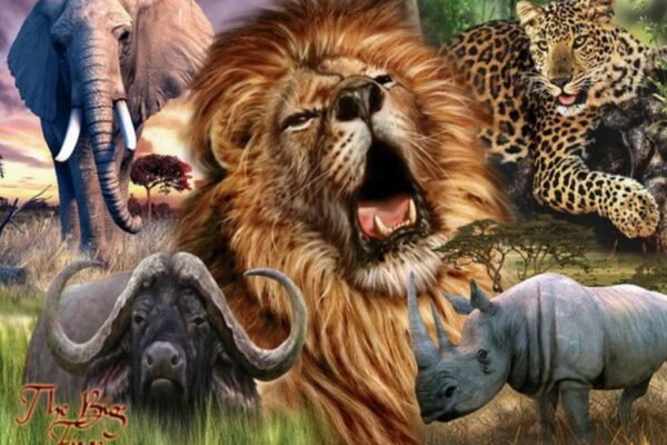 Discover Africa’s Big 5 and Small 5 on an Unforgettable Safari