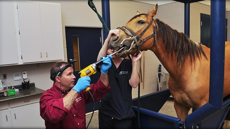 Horse Care