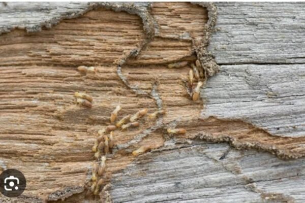 Termite Control