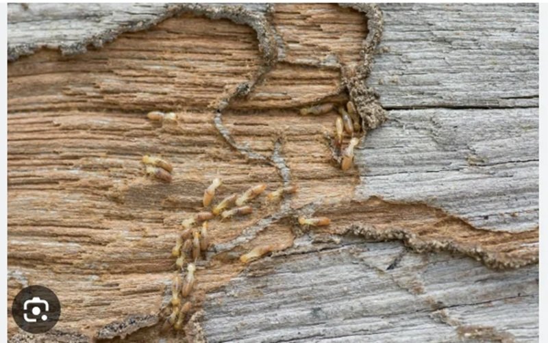Termite Control