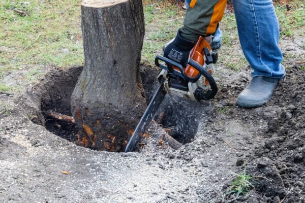 The Hidden Costs of DIY Stump Grinding: What Nobody Tells You DIY Stump Grinding