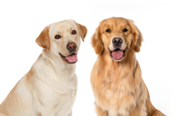 Golden vs. Labrador: Choosing the Perfect Retriever Puppy for Your Family the Perfect Retriever Puppy for Your Family