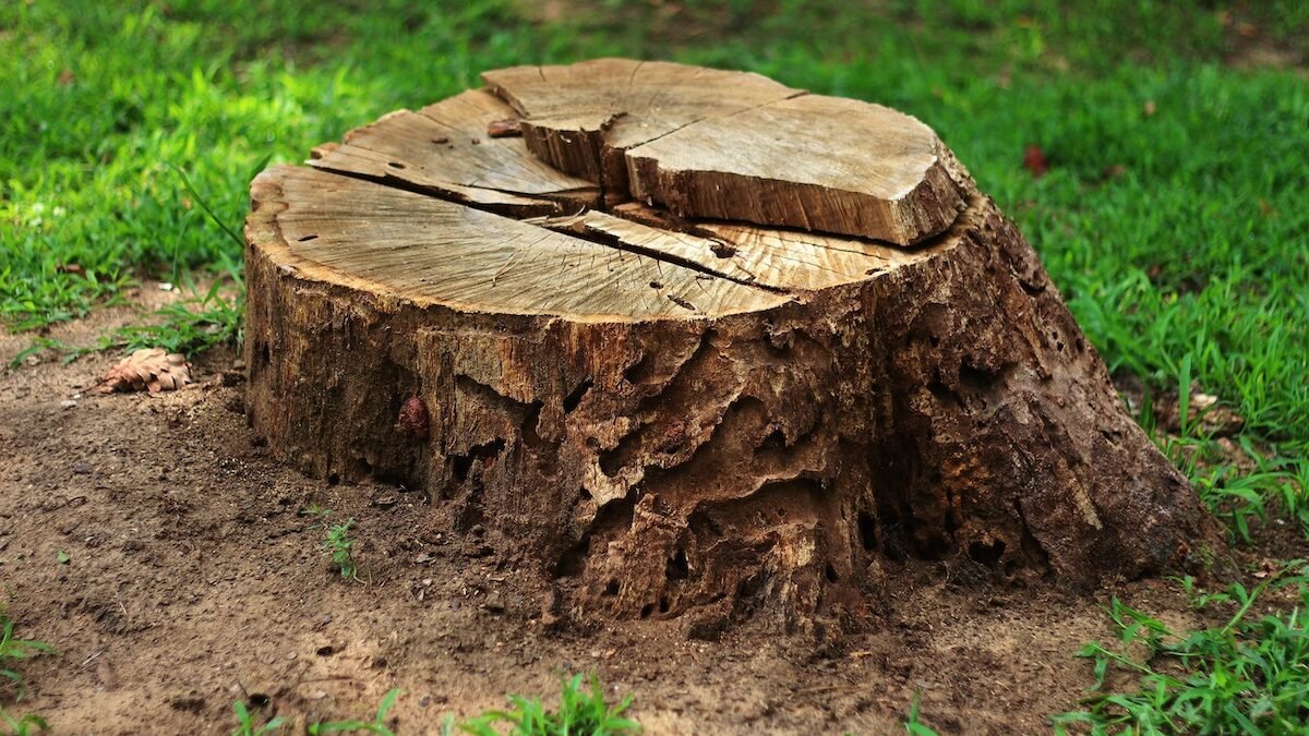 MO Stump Pros