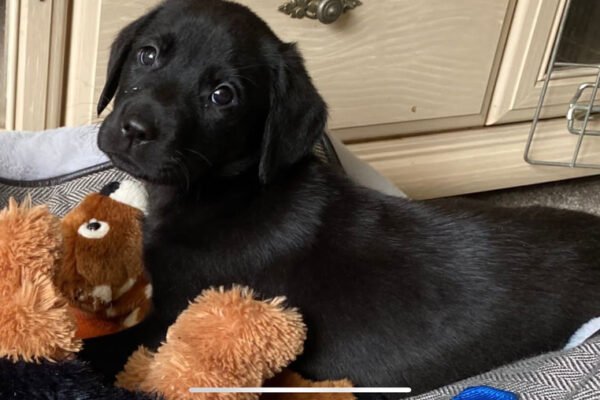 Willowtimle Labradors