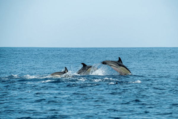 5 Must-Try Family Adventures on the Water