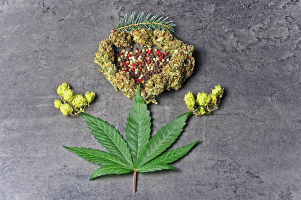 What to Expect from Today’s High-End Cannabis Blossoms