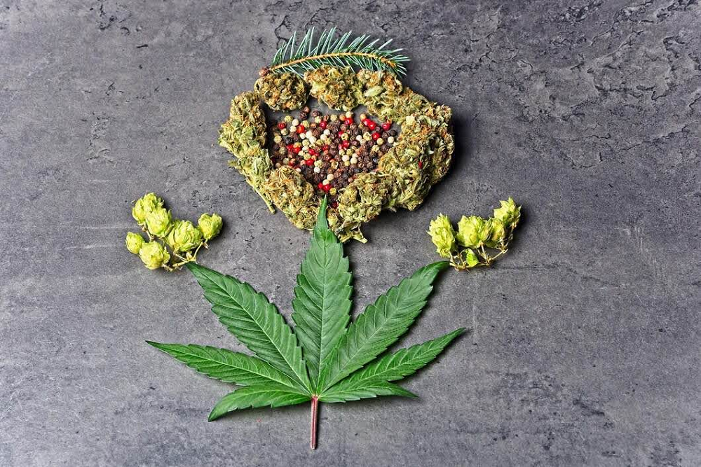 What to Expect from Today’s High-End Cannabis Blossoms